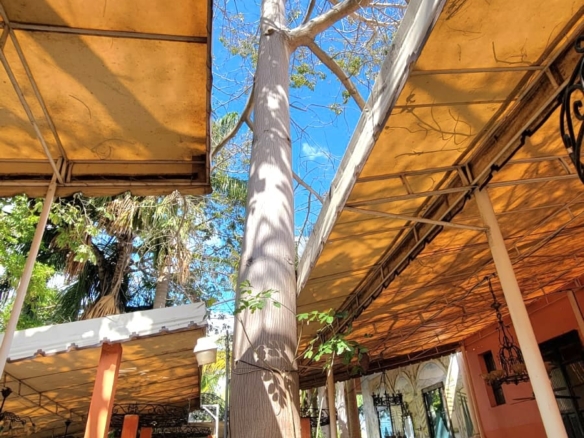 Historic house in Merida Yucatan